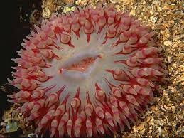 Attēlu rezultāti vaicājumam “Tranzschelia anemones”