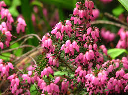 Attēlu rezultāti vaicājumam “Erica tetralix flower”