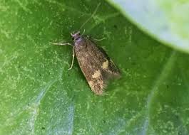 Attēlu rezultāti vaicājumam “Borkhausenia minutella”