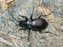 Attēlu rezultāti vaicājumam “Carabus nemoralis”