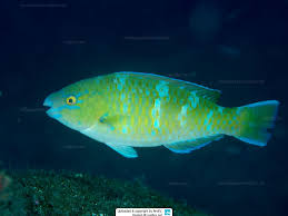 Image result for Scarus trispinosus