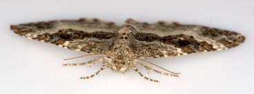 Attēlu rezultāti vaicājumam “Epirrhoe tristata imago”