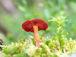 Attēlu rezultāti vaicājumam “Cortinarius sanguineus”