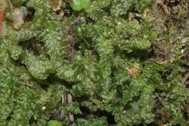 Attēlu rezultāti vaicājumam “Barbilophozia lycopodioides”