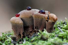 Attēlu rezultāti vaicājumam “Hydnellum ferrugineum”