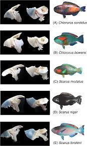 Image result for Scarus zelindae