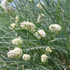 Attēlu rezultāti vaicājumam “Sesleria caerulea leaf”