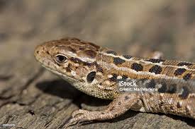 Attēlu rezultāti vaicājumam “Lacerta agilis female”