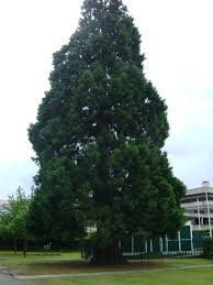 Image result for Hersham Bowling Club