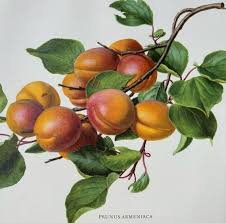 Attēlu rezultāti vaicājumam “Prunus armeniaca fruit”