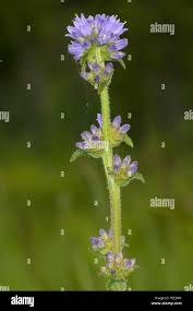 Attēlu rezultāti vaicājumam “Campanula cervicaria bud”