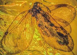 Attēlu rezultāti vaicājumam “Hemerobiidae”