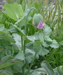 Attēlu rezultāti vaicājumam “Papaver somniferum”
