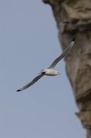 Attēlu rezultāti vaicājumam “Rissa tridactyla”