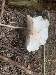 Attēlu rezultāti vaicājumam “Lepista sp.”