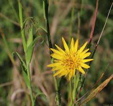 Attēlu rezultāti vaicājumam “Microbotryum tragopogonis - pratensis”