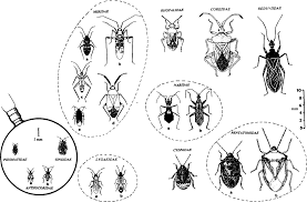 Attēlu rezultāti vaicājumam “Heteroptera”
