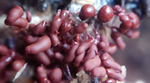 Attēlu rezultāti vaicājumam “Heterotrichia oerstedii (syn. Arcyria oerstedii) spores”