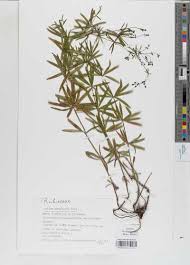 Attēlu rezultāti vaicājumam “Galium schultesii”