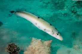 Image result for Malacanthus plumieri