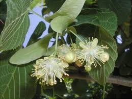 Attēlu rezultāti vaicājumam “Tilia x moltkei”