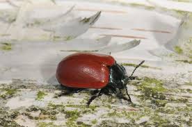 Attēlu rezultāti vaicājumam “Chrysomela populi”