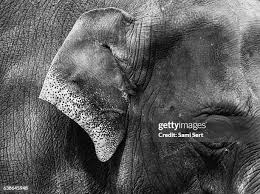 Image result for sad elephant