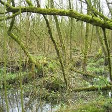 Attēlu rezultāti vaicājumam “Timmia megapolitana”