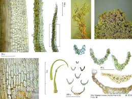 Attēlu rezultāti vaicājumam “Dicranum montanum”