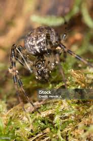 Attēlu rezultāti vaicājumam “Metellina merianae”