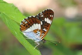 Attēlu rezultāti vaicājumam “Limenitis camilla”