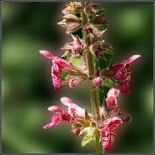 Attēlu rezultāti vaicājumam “Stachys sylvatica leaf”