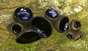 Attēlu rezultāti vaicājumam “Bulgaria inquinans”