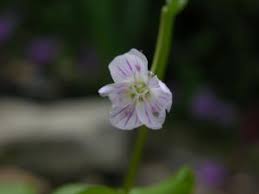 Attēlu rezultāti vaicājumam “Claytonia sibirica flower”