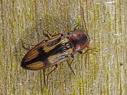 Attēlu rezultāti vaicājumam “Selatosomus cruciatus”