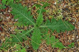 Attēlu rezultāti vaicājumam “Cirsium vulgare”