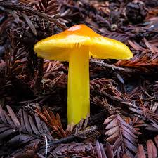 Attēlu rezultāti vaicājumam “Hygrocybe acutoconica”