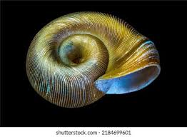 Attēlu rezultāti vaicājumam “Planorbidae”