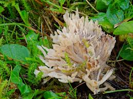 Attēlu rezultāti vaicājumam “Tremellodendropsis tuberosa”
