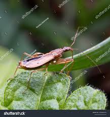 Attēlu rezultāti vaicājumam “Nabidae”