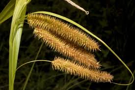 Attēlu rezultāti vaicājumam “Carex pseudocyperus”