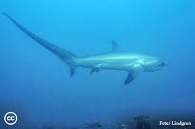 Image result for Alopias vulpinus