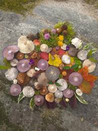 Attēlu rezultāti vaicājumam “Lycogala ustulatum”