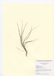 Attēlu rezultāti vaicājumam “Isoetes echinospora”