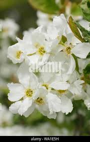 Attēlu rezultāti vaicājumam “Exochorda giraldii var. wilsonii”