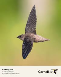 Image result for Chaetura pelagica