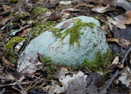 Attēlu rezultāti vaicājumam “Petractis sp.”