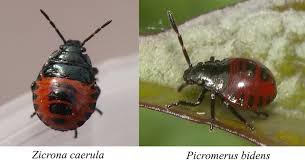 Attēlu rezultāti vaicājumam “Zicrona caerulea nymph”