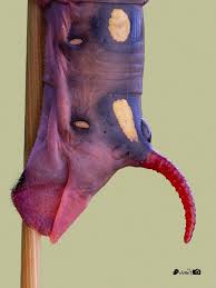 Attēlu rezultāti vaicājumam “Metatrichia floriformis spores”