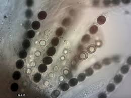 Attēlu rezultāti vaicājumam “Biscogniauxia marginata”